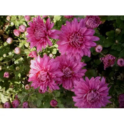 Звездопад / Звєздопад