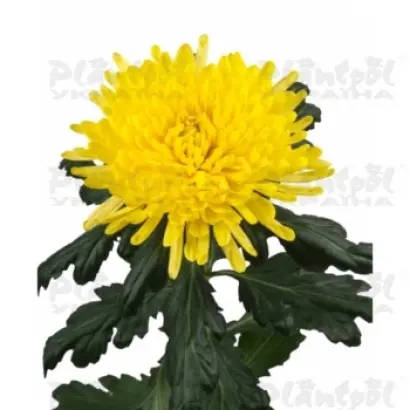 Зарница / Зірниця