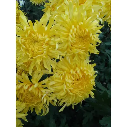 Золоте руно