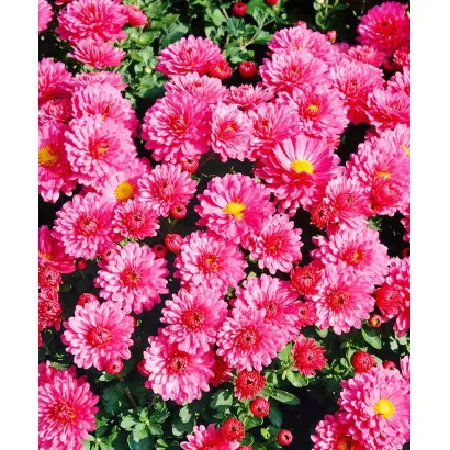 Лелия / Лелія