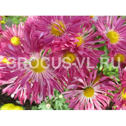 Променистая / Промениста