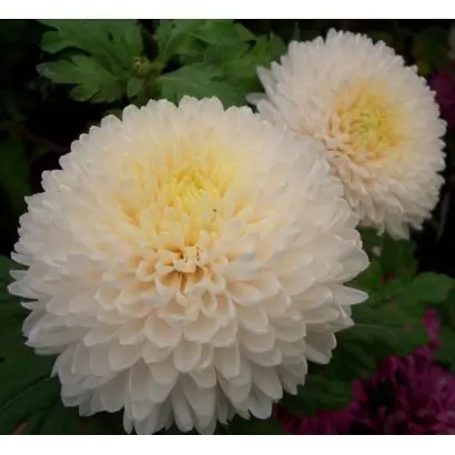 Принцесса Анна желтая / Принцеса Анна жовта