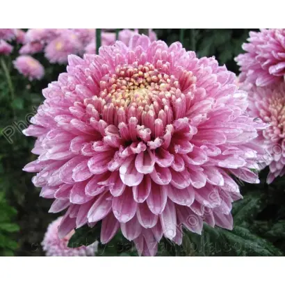 Принцесса Анна розовая / Принцеса Анна рожева