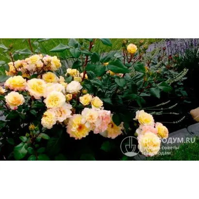 Akvarel Rose Park / Акварель Роуз Парк