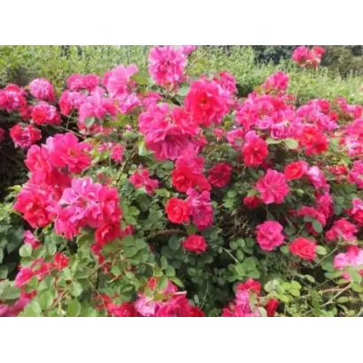 Граційний Танок