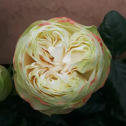 Келих аромату