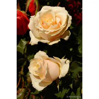 Lexaelat / Лексаелат