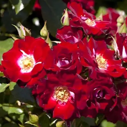 Meikatana / Мейкатана