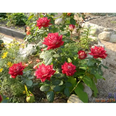 Nirpbredy / Нірпбреді