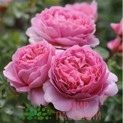 Олександра