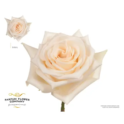 Ruimg 008 / Руймг 008