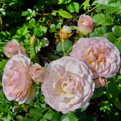 RUIVI 7285 A / РЮІВІ 7285А