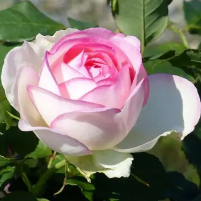 RUIMCR 0004 / РЮІМЦР 0004