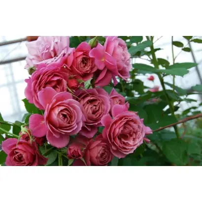 RUICI 0731A / РЮІЦІ 0731А