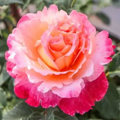 RUICO 2032A / РЮІЦО 2032А