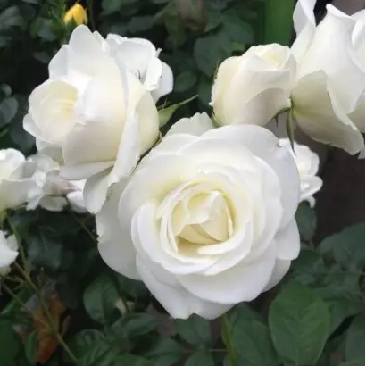 SCH 12711 / СКХ 12711