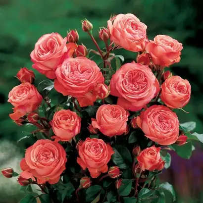 SCH01626SCH01626 / СКХ01626