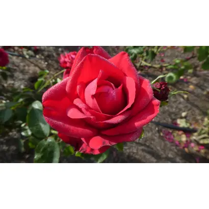 Spedophia / Спедофія