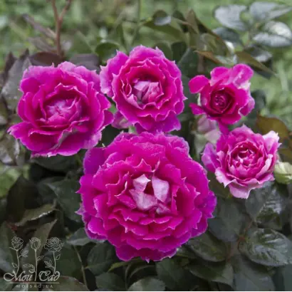 Scherendee / Схєрендє