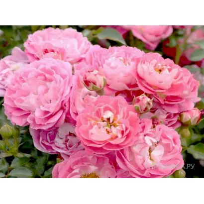 Schrenat / Схренат