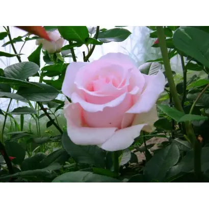 Tanotika / Танотіка