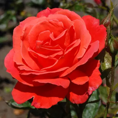 Анжелика / Анжеліка