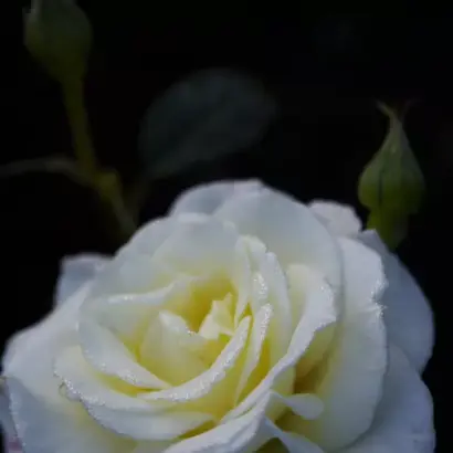 Виа Мала / Віа Мала