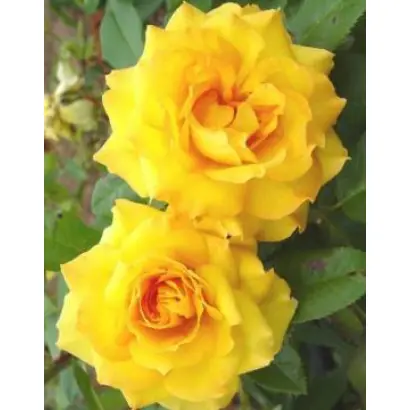 Голден Таймс