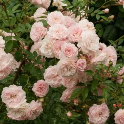 Еулалия Беридж / Євлалія Берідж