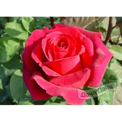 Илона / Ілона