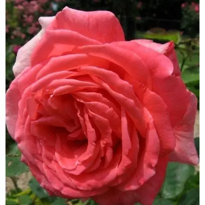 Интерфлора / Інтерфлора