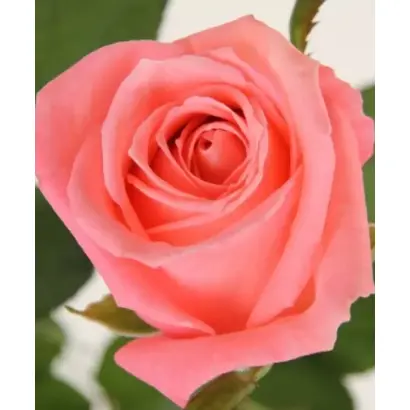 Карина / Каріна