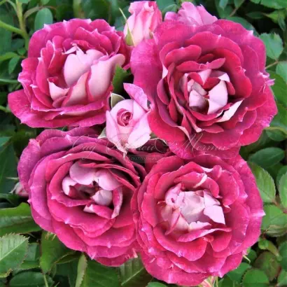 Lexalleb / Лексаллеб