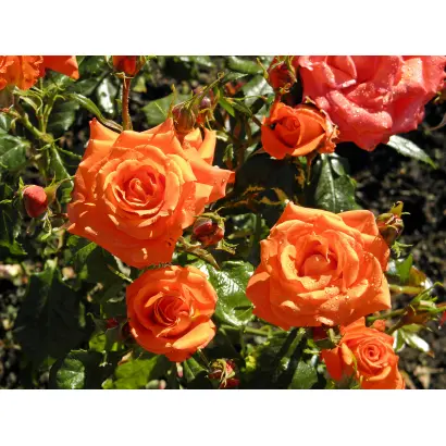 Марина / Маріна