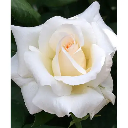 Маунт Шаста