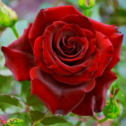 Норита / Норіта