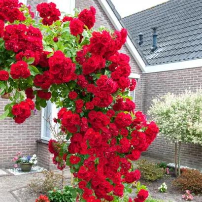 Полс Скарлит Клаймбер / Поулс Скарліт Клаймбер