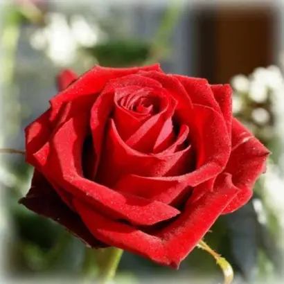 Ред Куин / Ред Куїн