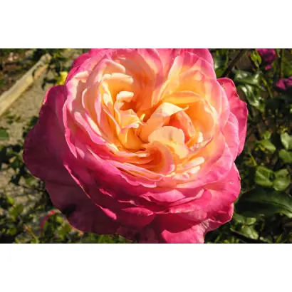 Рина Херхольд / Рина Херхольдт