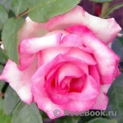 RUICL 1632B / РЮІЦЛ 1632Б