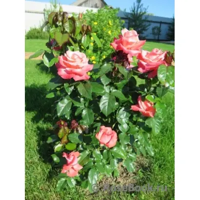 Сильвер фьюбили / Сільвер Фьюбілі