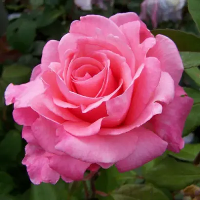 Сильвия / Сільвія