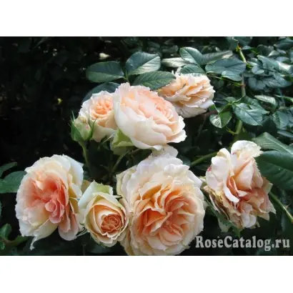 Schexlu / Схекслу