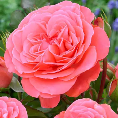 Schepburg / Схєпбург