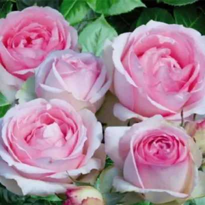 Schormai / Схормай