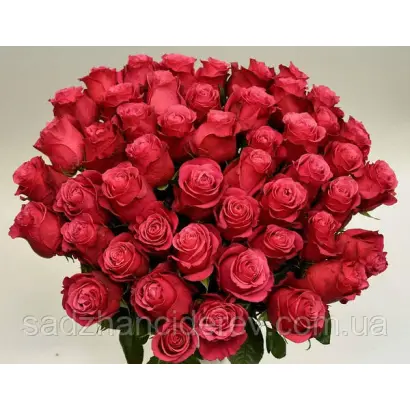 Schojoeri / Схоюрі