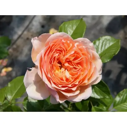 Schrekla / Схрекла