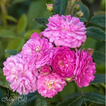 Tanavl / Танавл