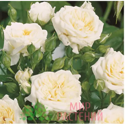 Tanobmil / Танобмил