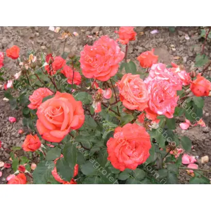 Троймерай / Треумерай